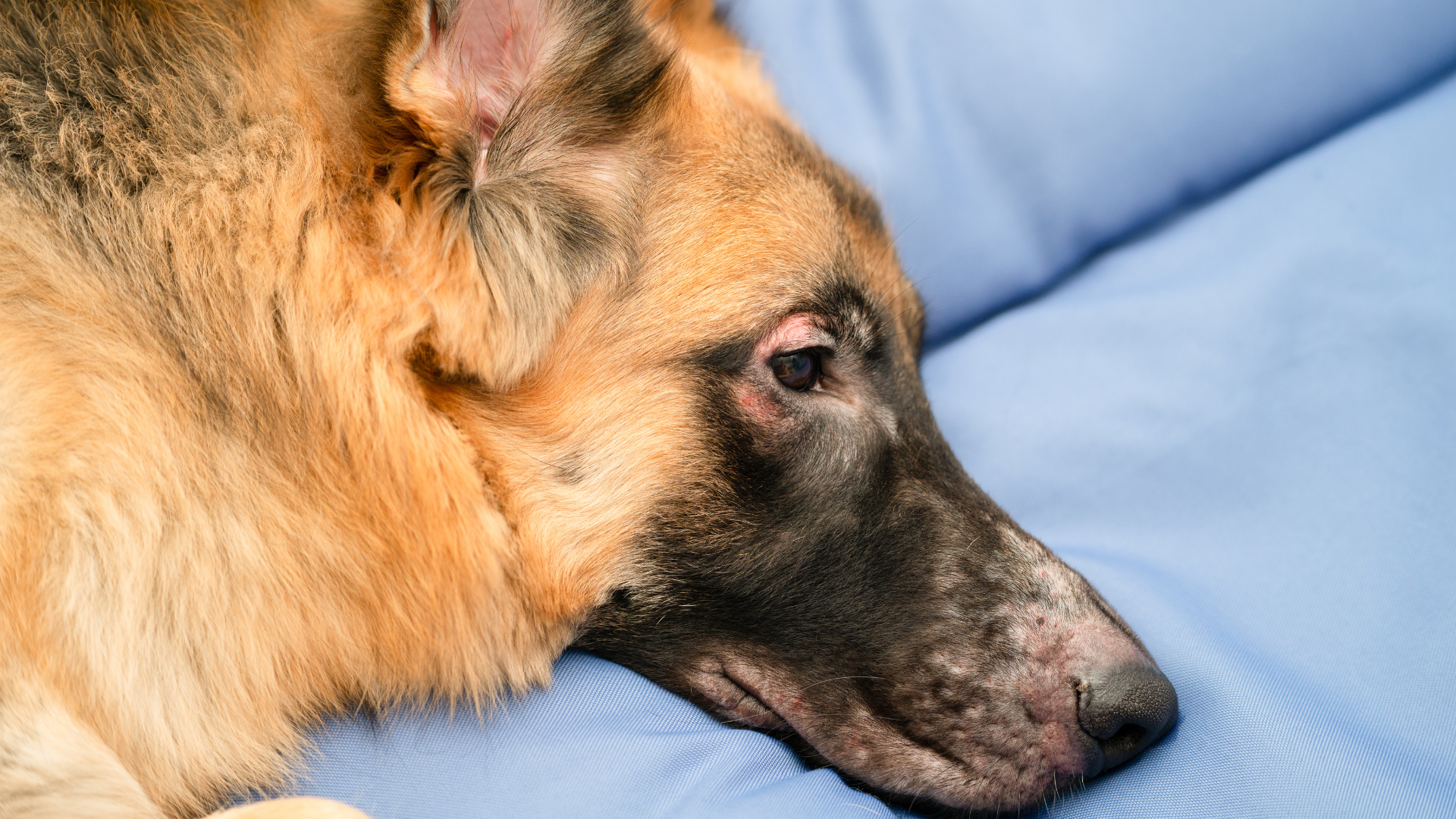 A Blessing for Sensitive Skin Pets: How to Choose Safe Pet Care Products