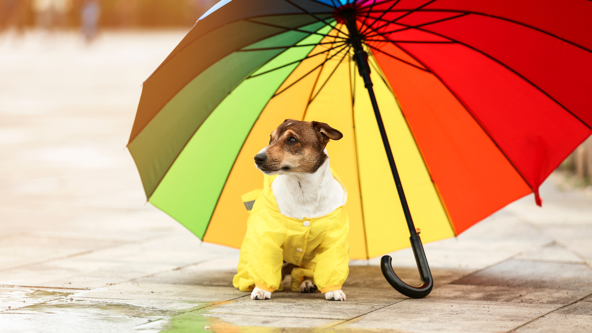 Pet Hair Care: Choosing the Right Products for Humid Climates (HK Edition)