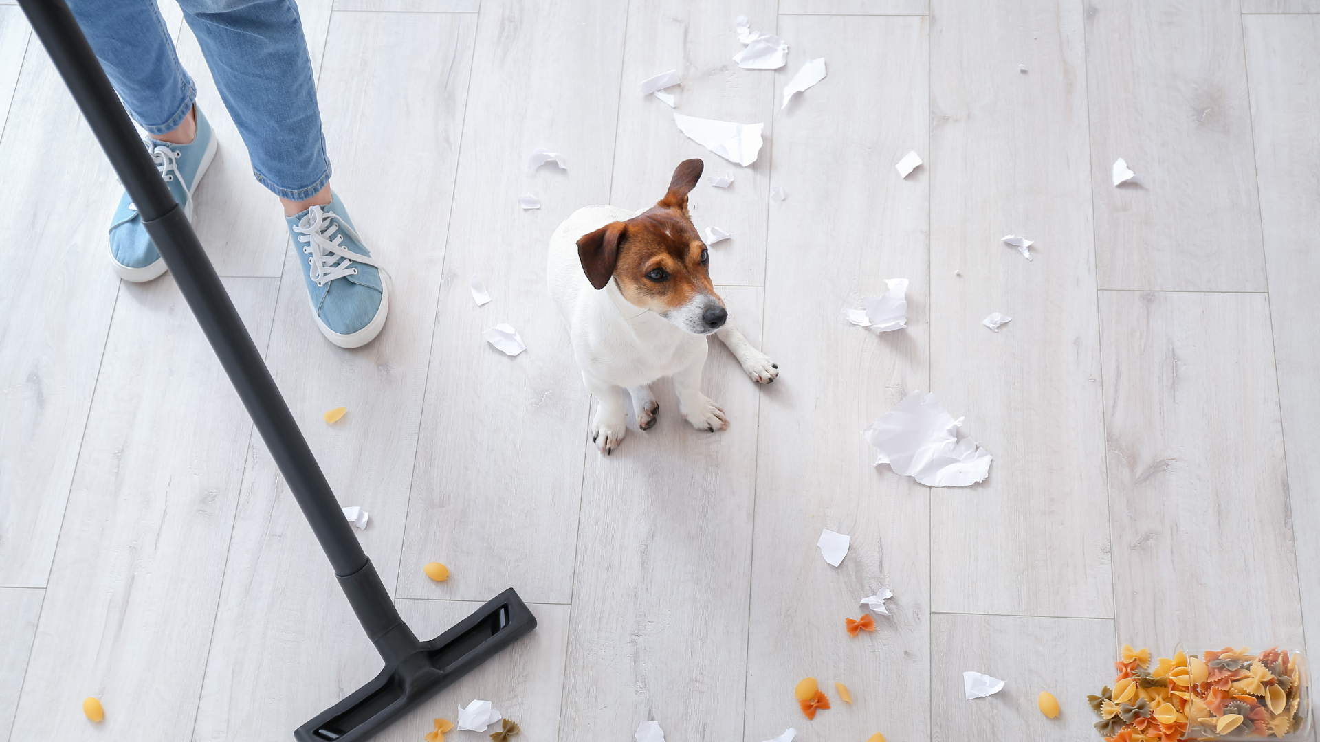 Essential Pet-Safe Cleaners: 4 Tips for a Spotless and Pet-Friendly Home!