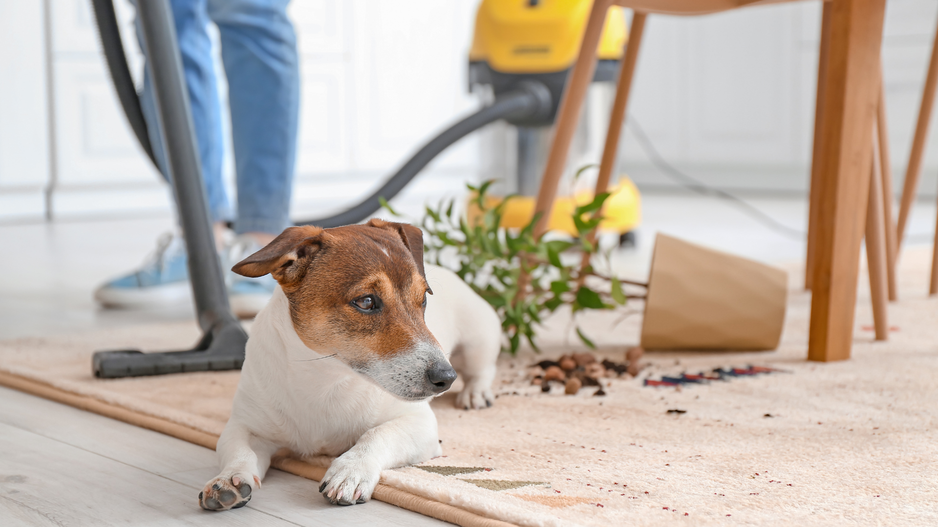 Pet-Friendly Home Cleaning Guide: Keep Your Home Fresh and Tidy with Your Pet!