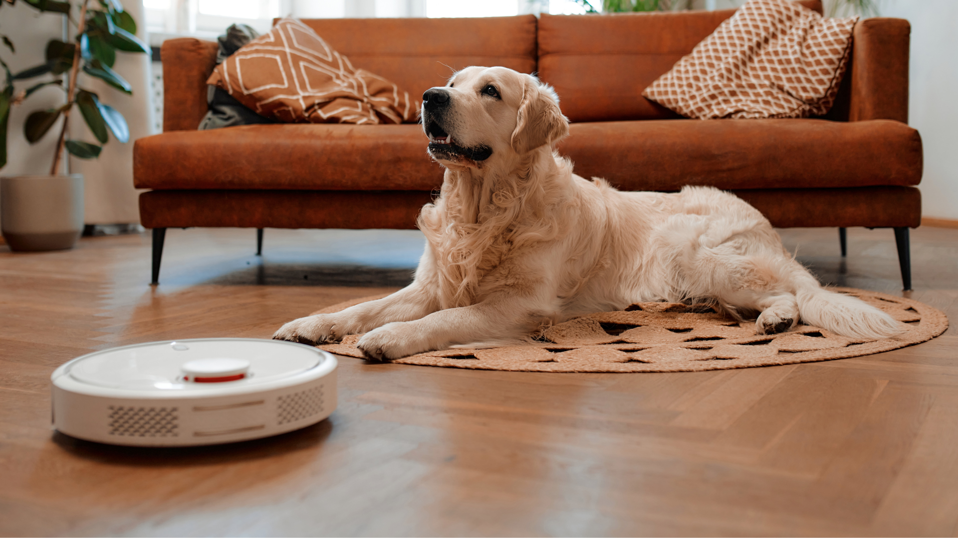 Pet Health | To Know Toxic Household Ingredients & Tips for a Pet-Friendly Home