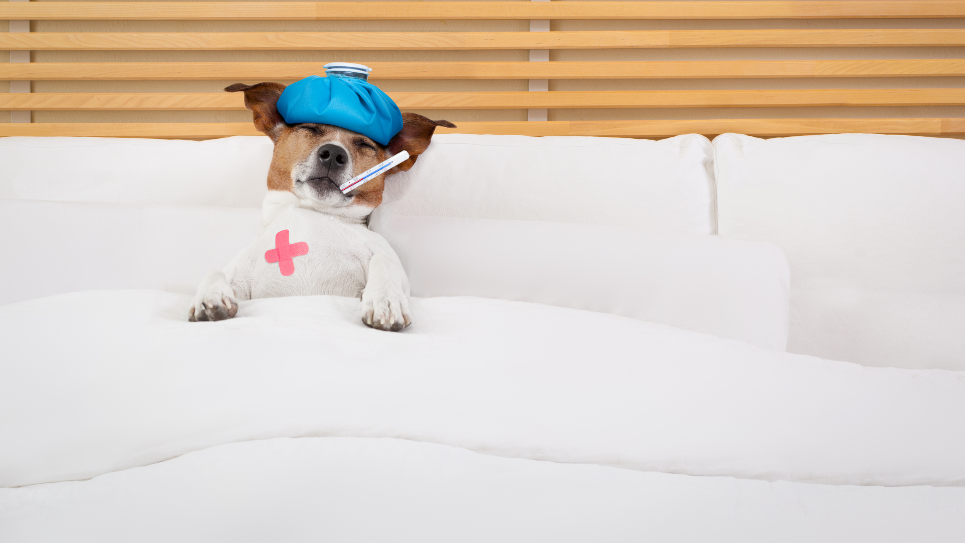 Make Household Cleaning Safer: How to Prevent Pet Poisoning