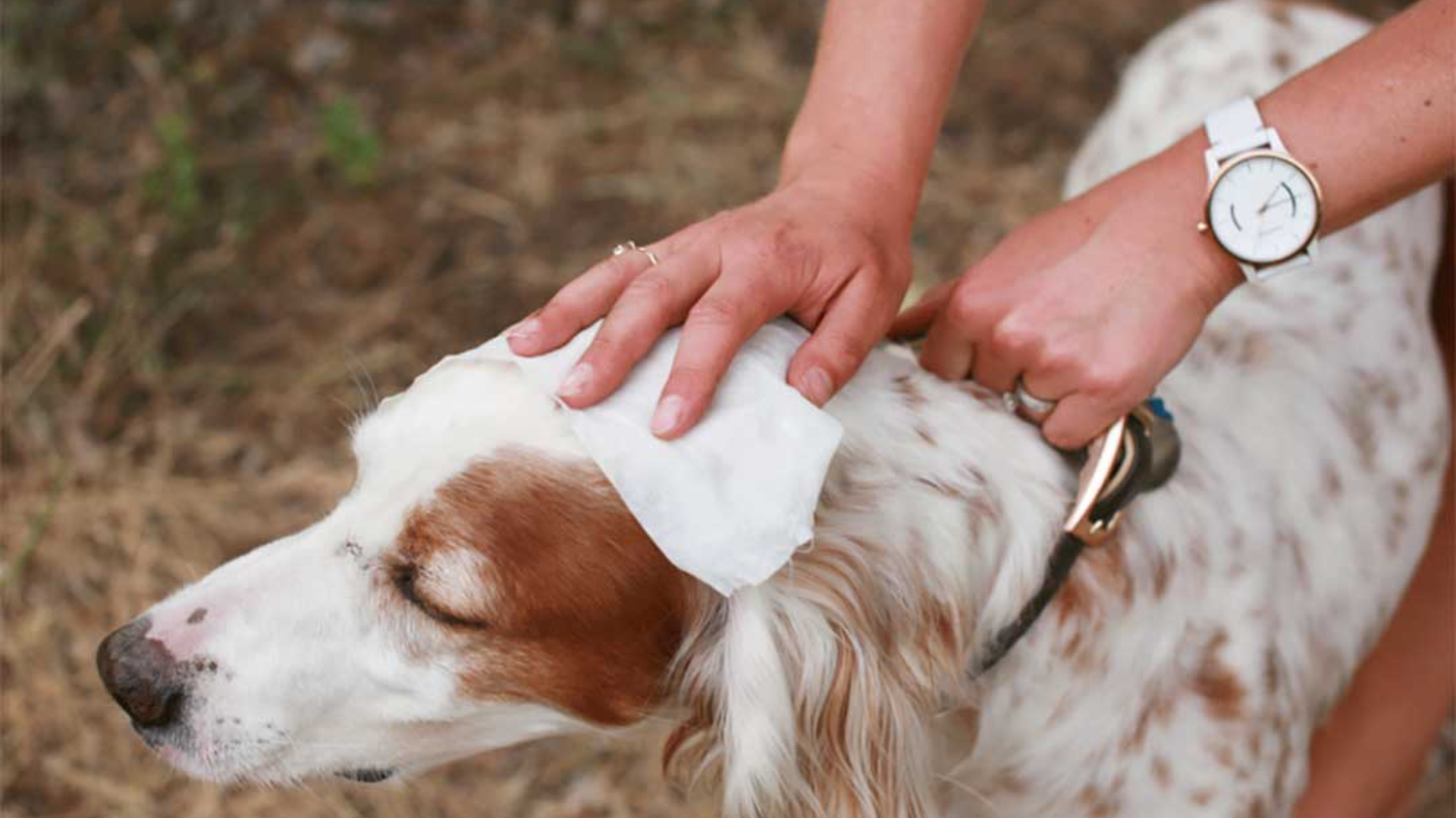 Hong Kong Pet Hygiene Essentials: Why Pet Wipes are Superior to Regular Wipes