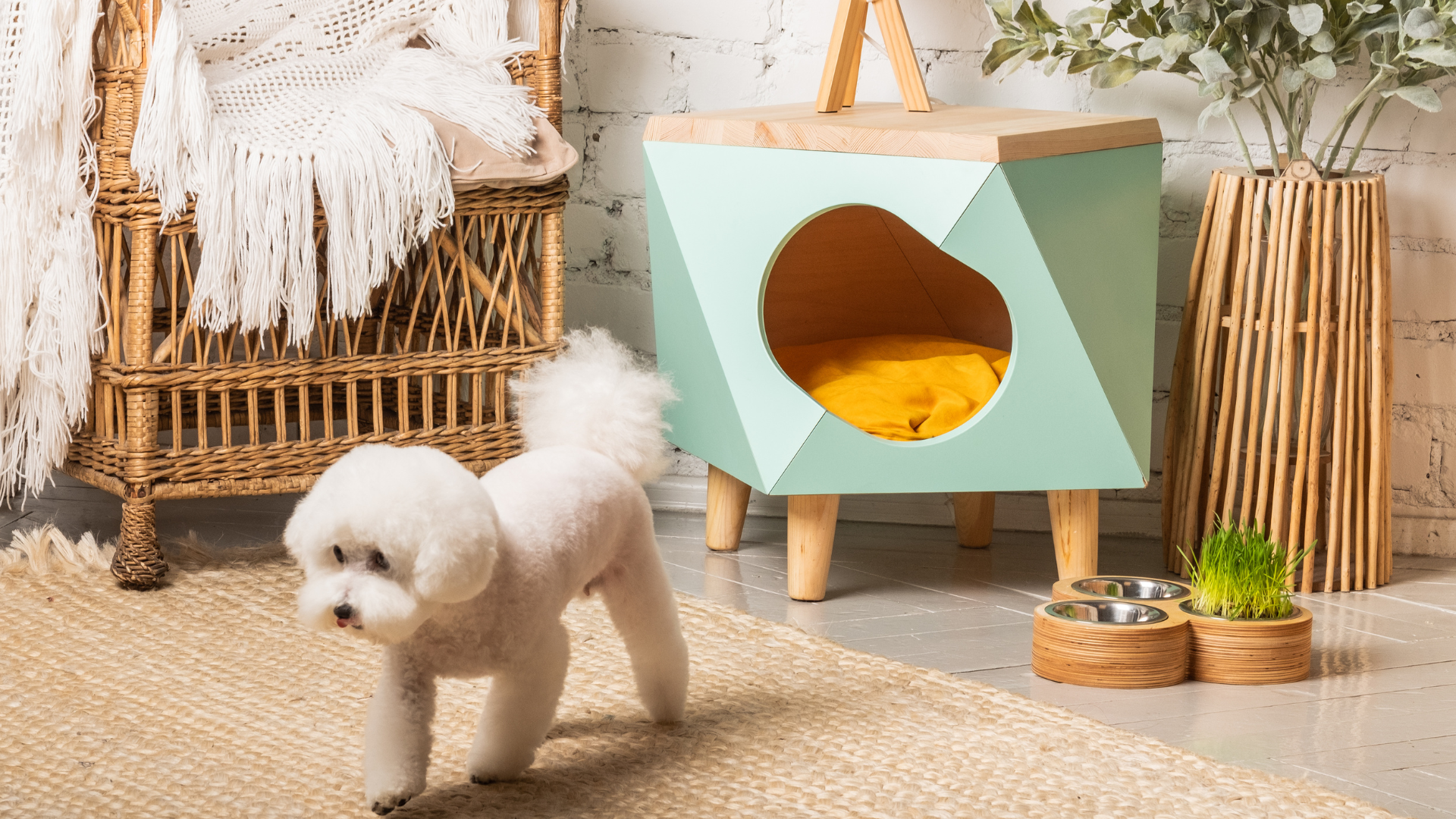 How to Eliminate Pet Odors in Hong Kong's Compact Apartments?