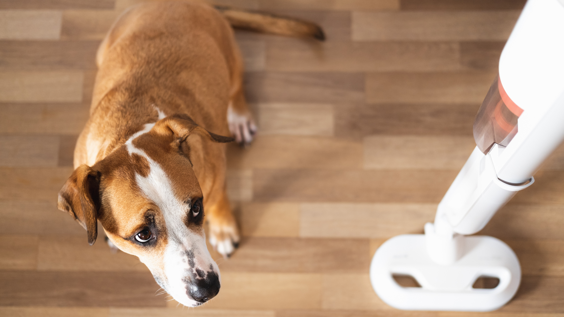 Choosing the Right Pet-Safe Floor Cleaner: A Guide for Pet Owners
