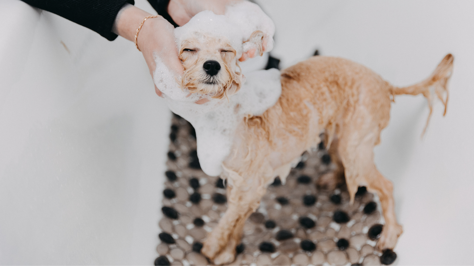 6 Common Pet Cleaning Mistakes Hong Kong Pet Owners Often Make