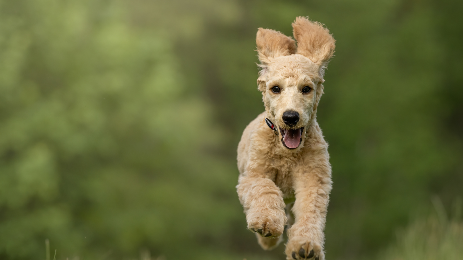 How to Choose the Right Pet Cleaning Products for Hong Kong's Humid Climate