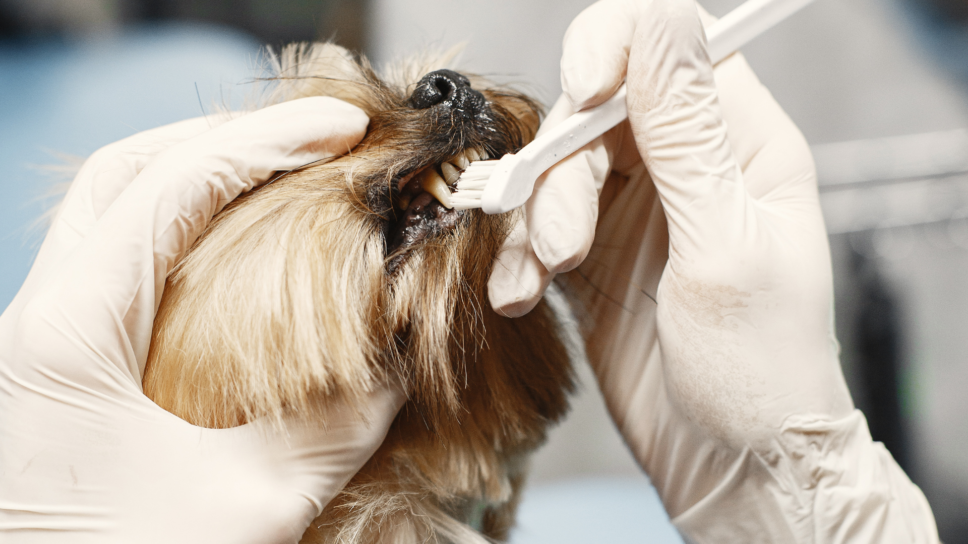 【Pet Parent Hack】10-Second Pet Dry Wash! Petal Green Tea Conditioning & Sanitizing Gloves Recommended