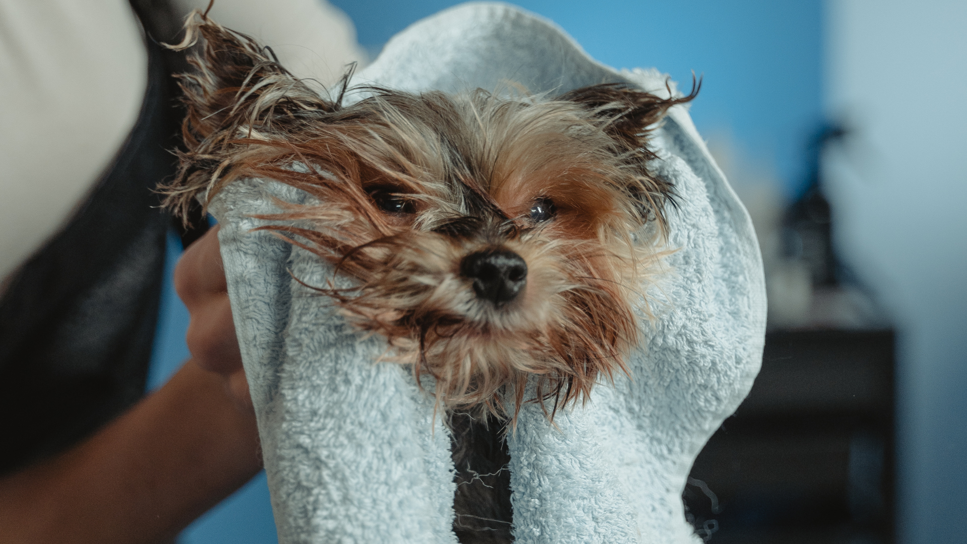 【Beginner’s Guide】Ultimate Guide to Using Pet Wipes! How to Choose + 3 Recommended Pet Cleaning Products