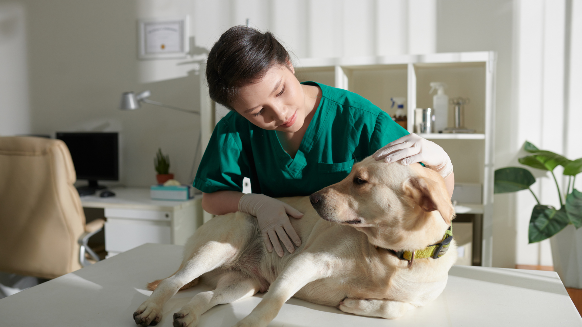 Effortless Pet Care | Tips for Preventing Illness and Maintaining Health