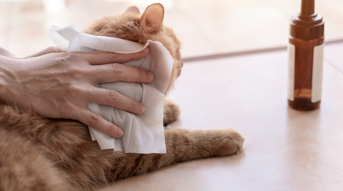 Why Antibacterial Pet Wipes Are a Must-Have: A Complete Guide for Hong Kong Pet Owners