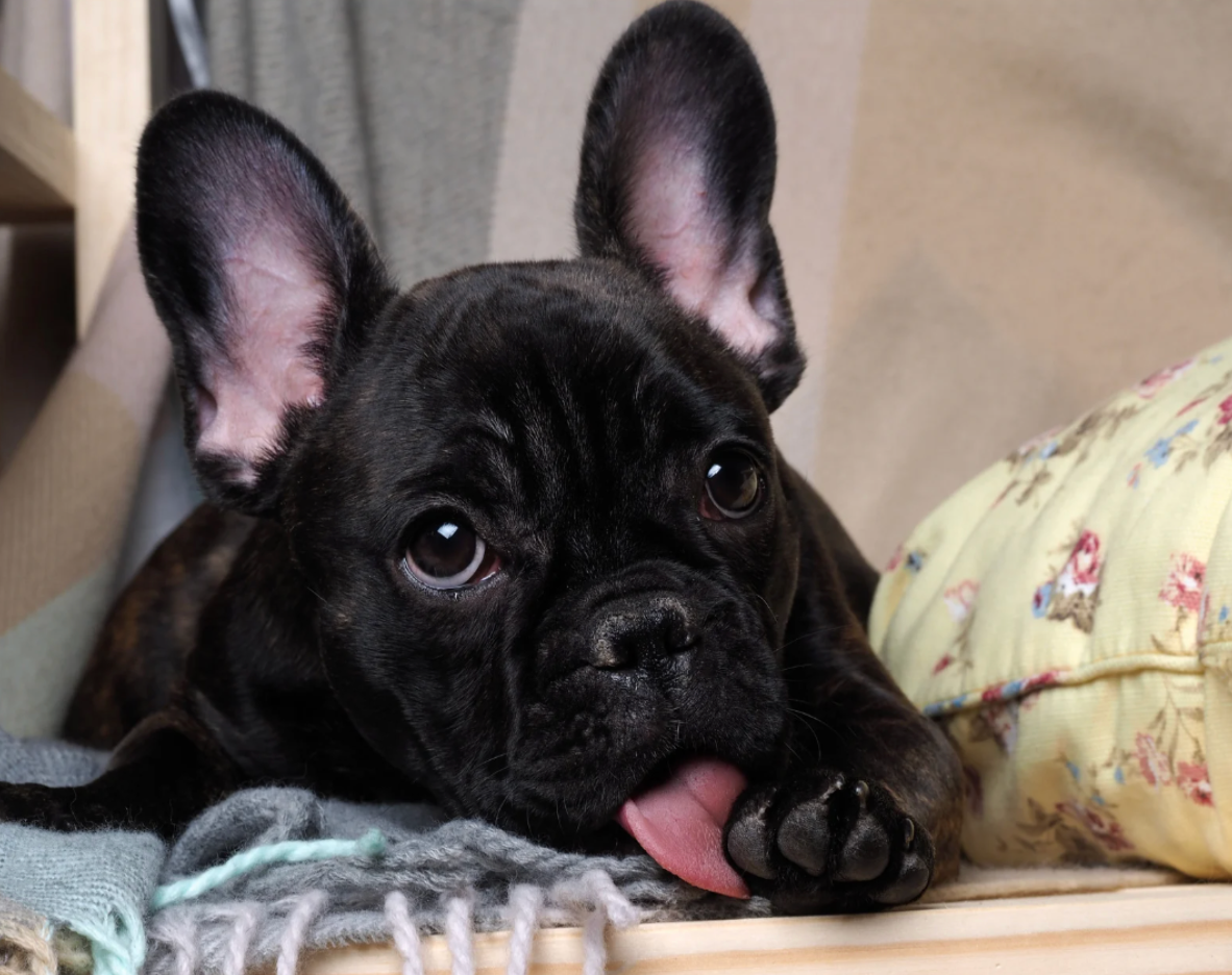 Dog wipes 101: Benefits, Types, and How to Choose the Right One for Your Pet