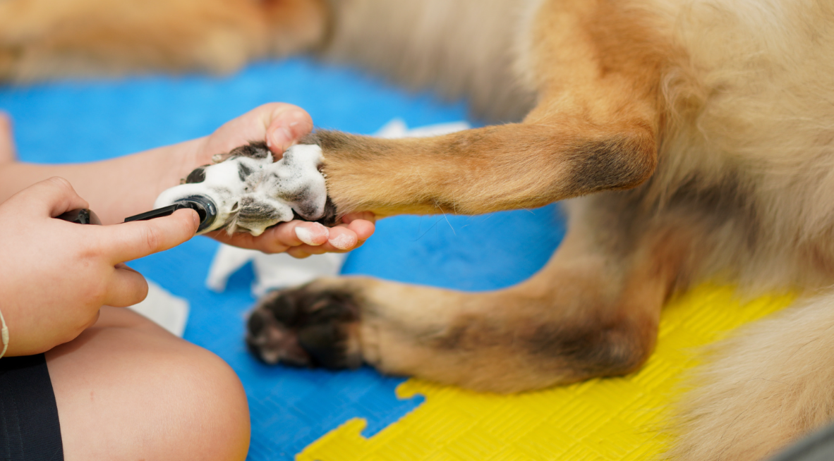 How to Clean Your Dog’s Paws Properly? 5 Easy Steps + Best Pet Wipes for Sanitizing