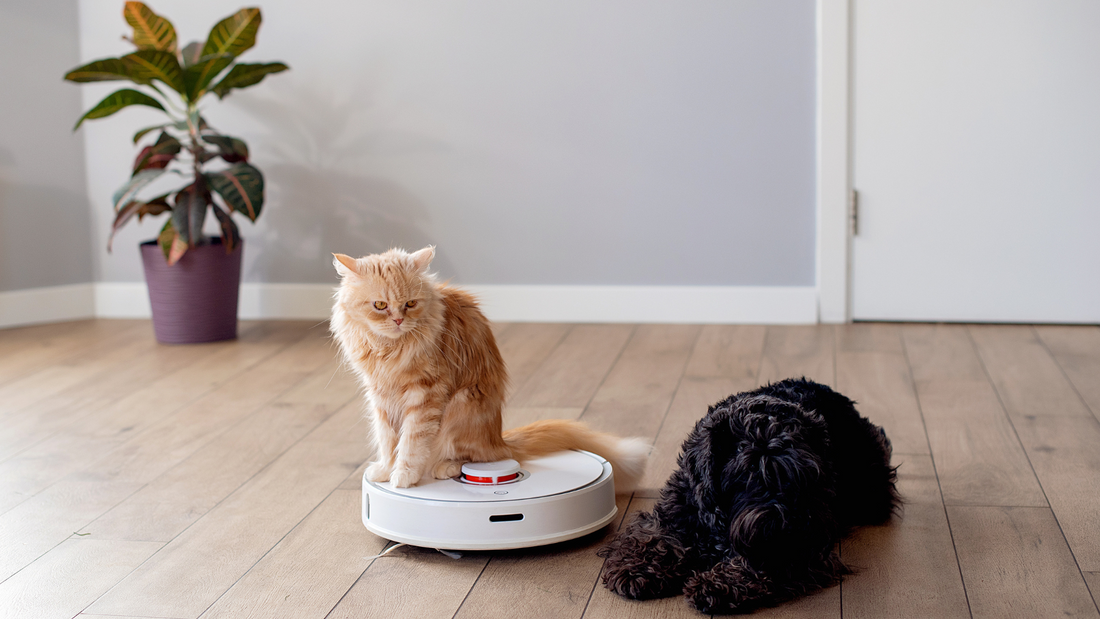 Creating a Pet-Friendly Home: The Perfect Combination of Cleaning and Care