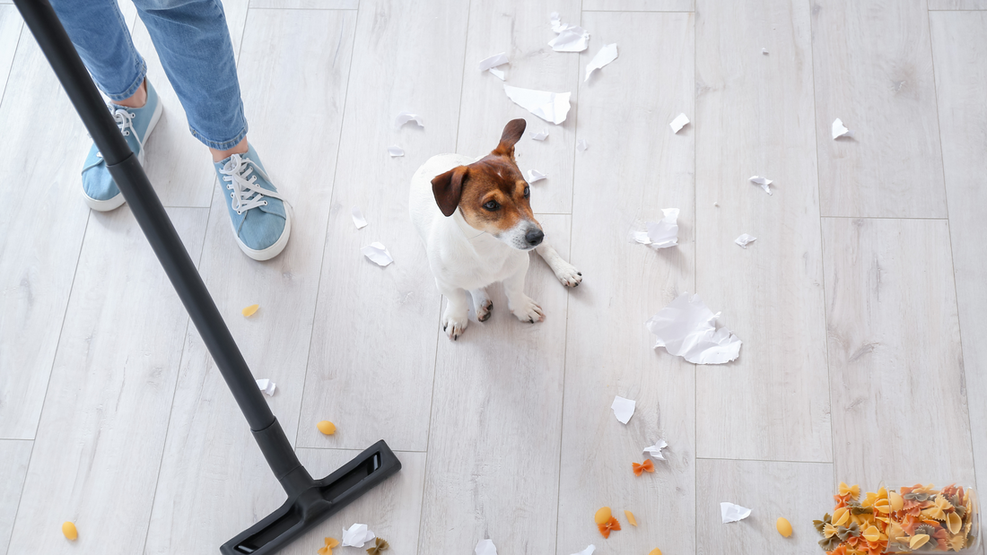 Essential Pet-Safe Cleaners: 4 Tips for a Spotless and Pet-Friendly Home!