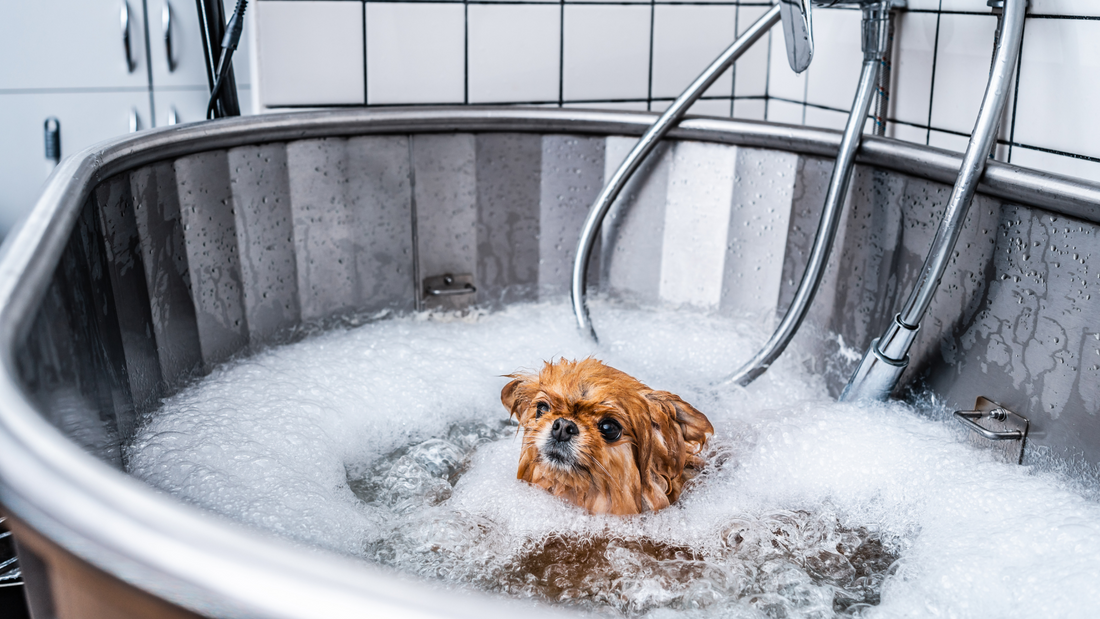 Pet Health Management｜A Comprehensive Guide to Daily Pet Care from Cleaning to Health