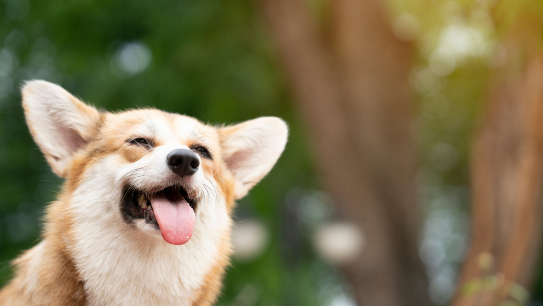 Perfect Solution for Pet Care Needs in Tropical Climates | Petal Aloe &amp; Oatmeal Hydroboost Pet Wash