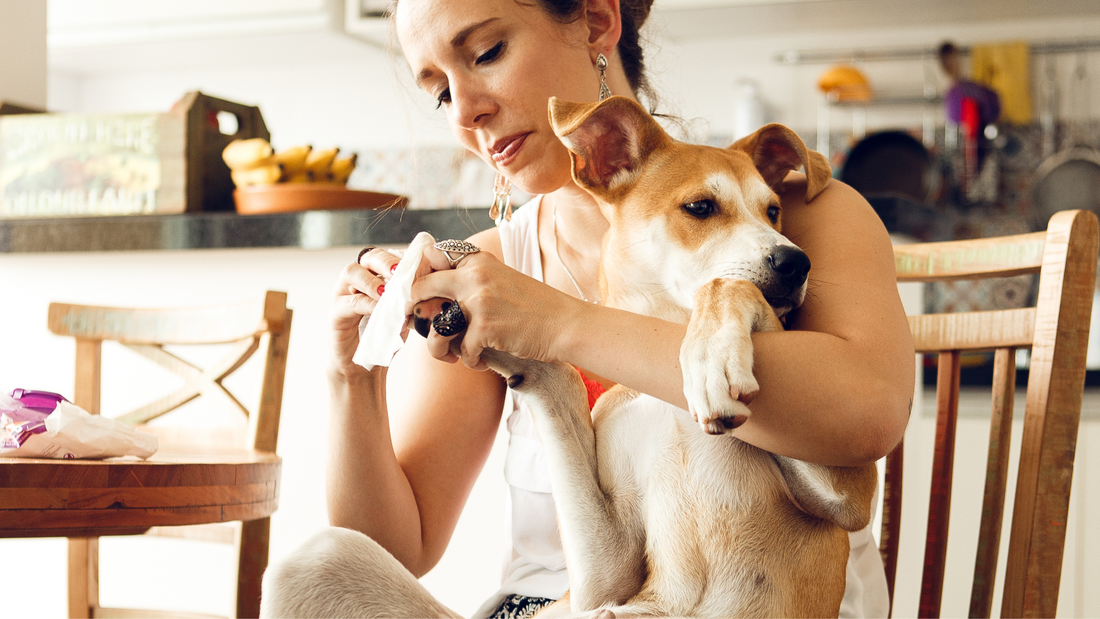 Attention Pet Parents in Hong Kong! Must-Know Tips to Keep Your Pet Clean