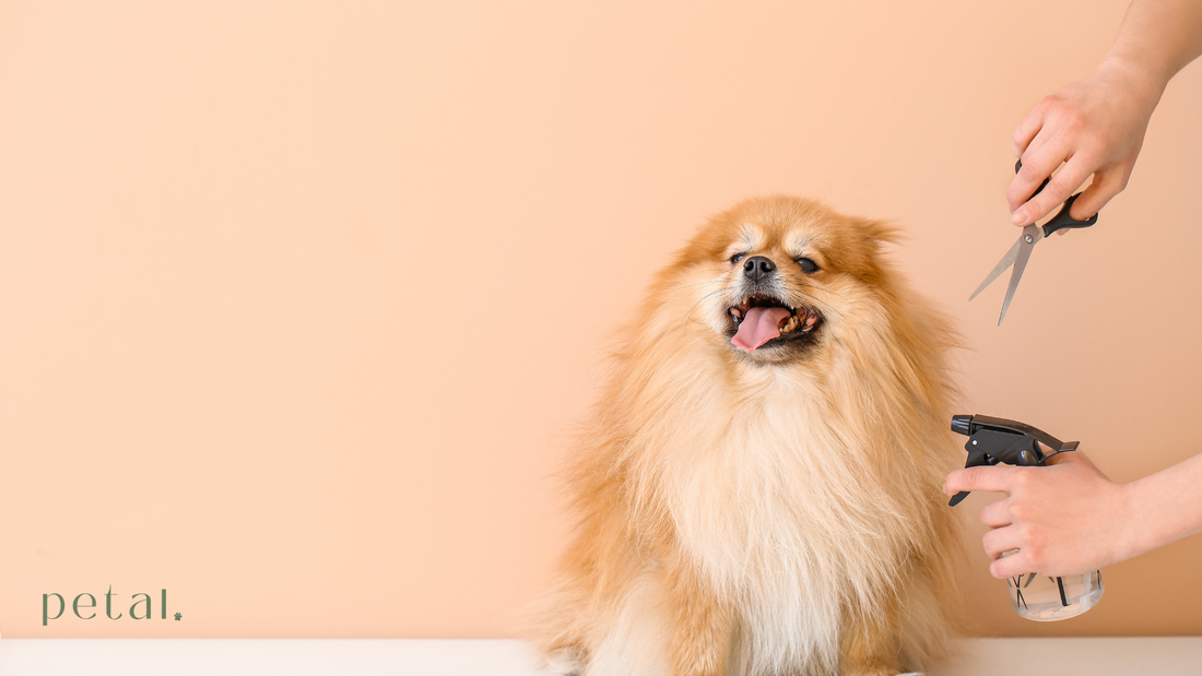 How to Choose Pet Wash Products for Your Furry Pets in Hong Kong - Petal's Best Pet Care Products Recommendation 2024