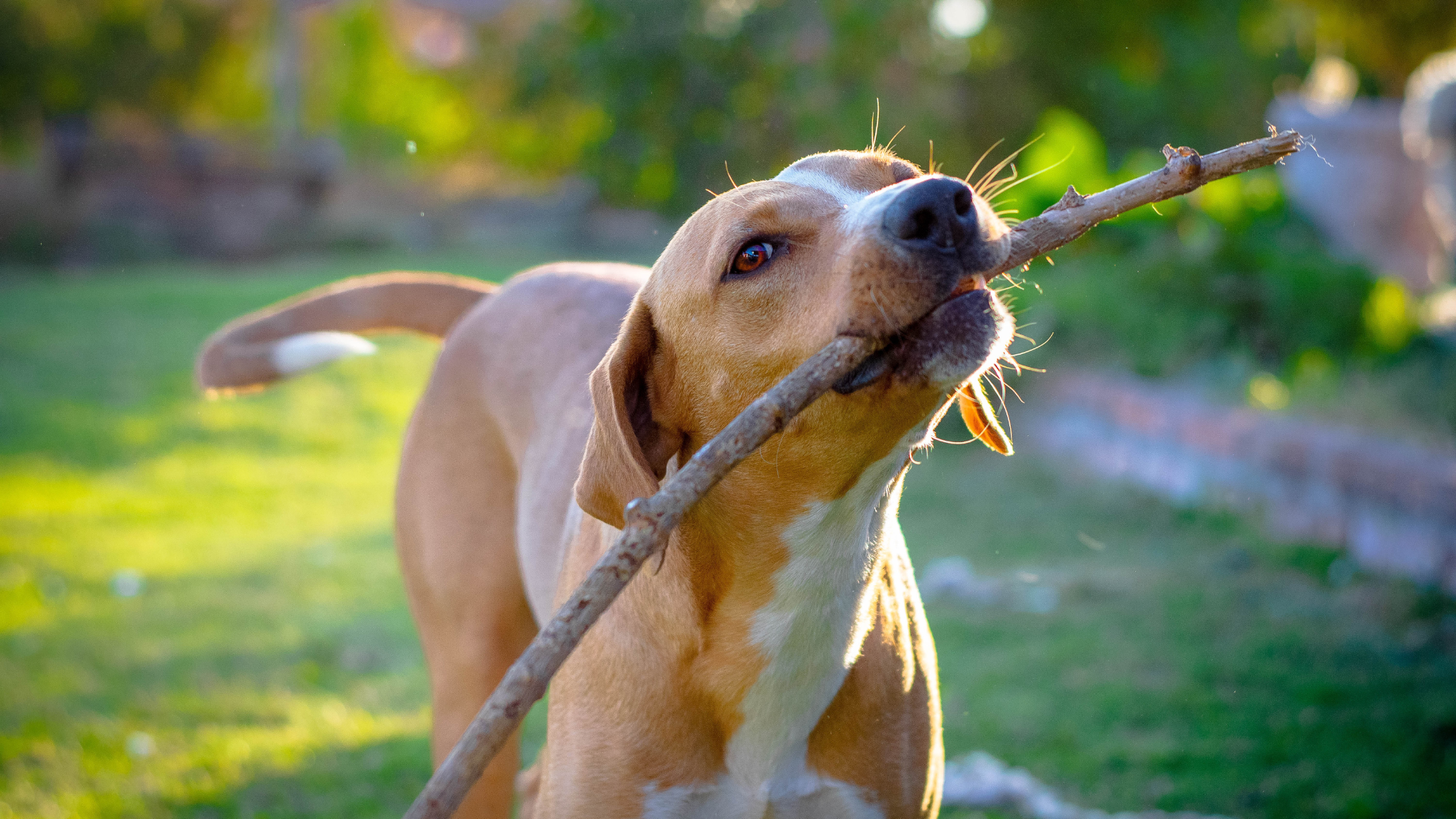 【Beginner’s Guide】Complete Pet Deodorizing Handbook: Causes of Dog Odor + Effective Solutions + Recommended Pet Cleaning Products